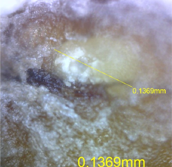Laser microchannel in seed coat - 136.9 µm
